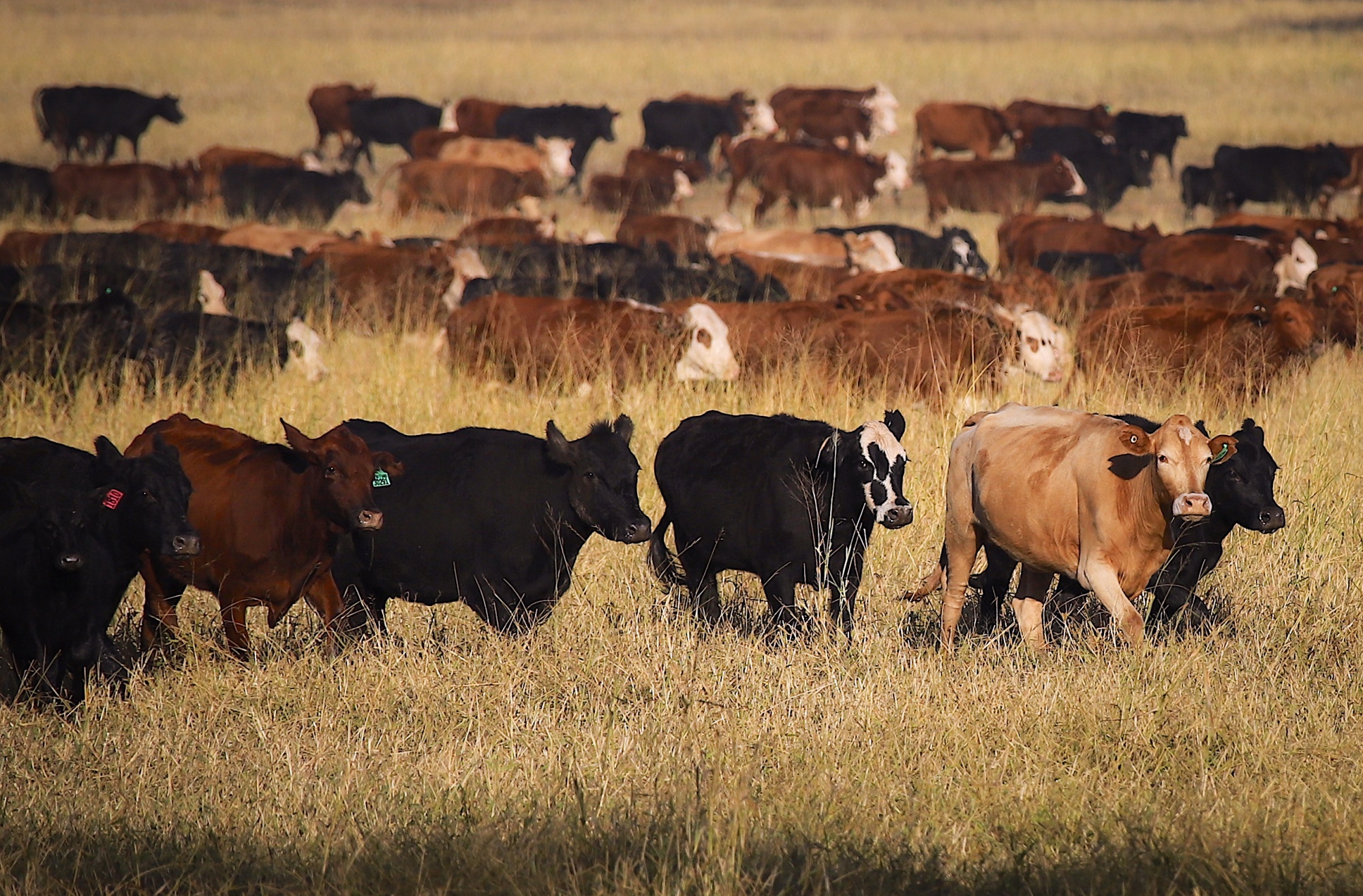 关于牛的完整科普:起源、驯化、品类、肉质与工艺